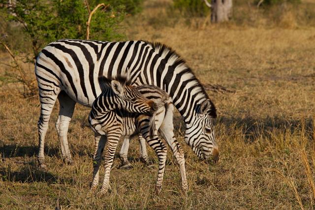 217 Linyanti, zebra's.jpg